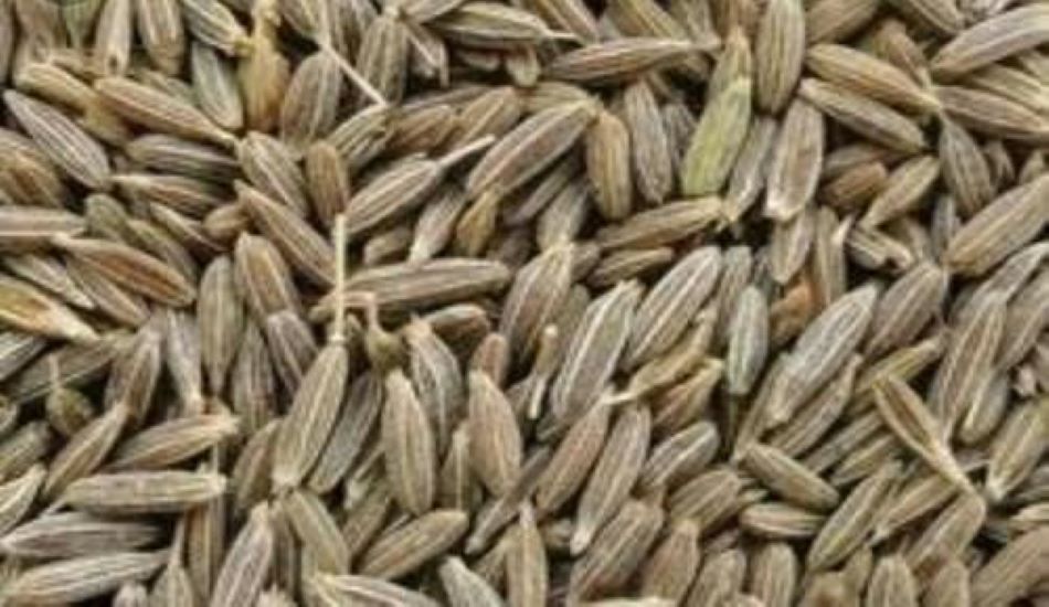 CUMIN RESEARCH---गुजरात के भरोसे हो रहा जीरा उत्पादन, राजस्थान में कई वर्षो से नई किस्म नहीं