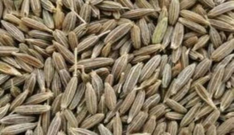 CUMIN RESEARCH---गुजरात के भरोसे हो रहा जीरा उत्पादन, राजस्थान में कई वर्षो से नई किस्म नहीं