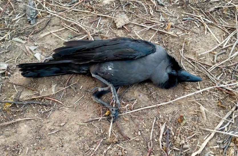 12 कौओं समेत 3 पक्षियों की मौत