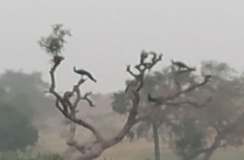 बाड़मेर में भारी कोहरे की चेतावनी, चार दिन रहेगा असर