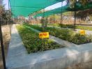 गांव की सरकार ने विकसित की नर्सरी, बनाया आय का साधन