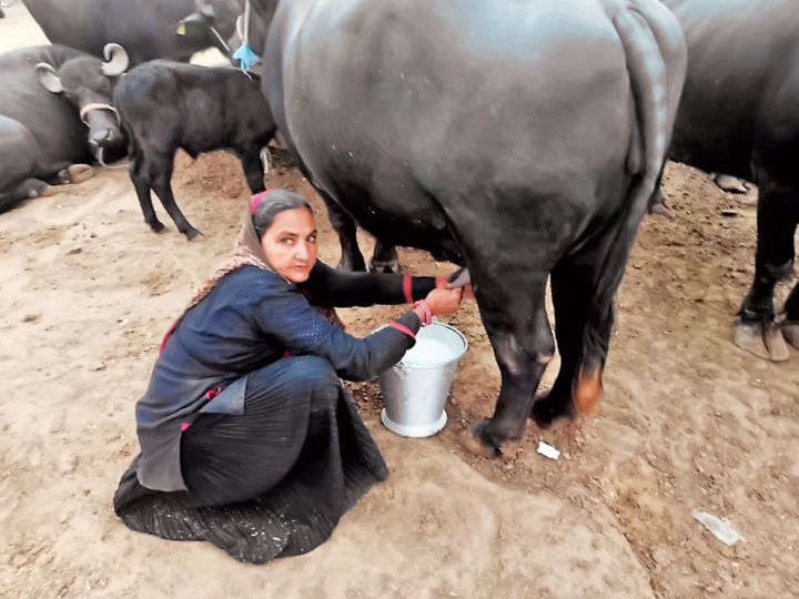62-year-old Navalben of Gujarat sold milk worth Rs.1 crore 10 lakhs
