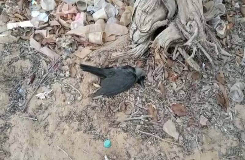 फलोदी में एक साथ 19 कौवों के मिले शव, बर्ड फ्लू की आशंका