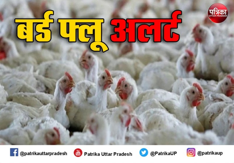 ये लक्षण है तो अलर्ट हो जाएं हो सकता है बर्ड फ्लू, यूपी में एडवाइज़री जारी