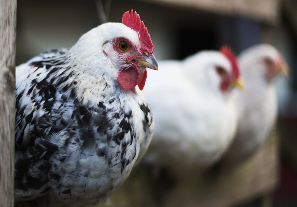 Bird Flu: राज्य सरकार का बड़ा आदेश, एक भी मामला सामने आने पर पक्षियों को मारने का आदेश, चिड़ियाघर में चिकन पर रोक