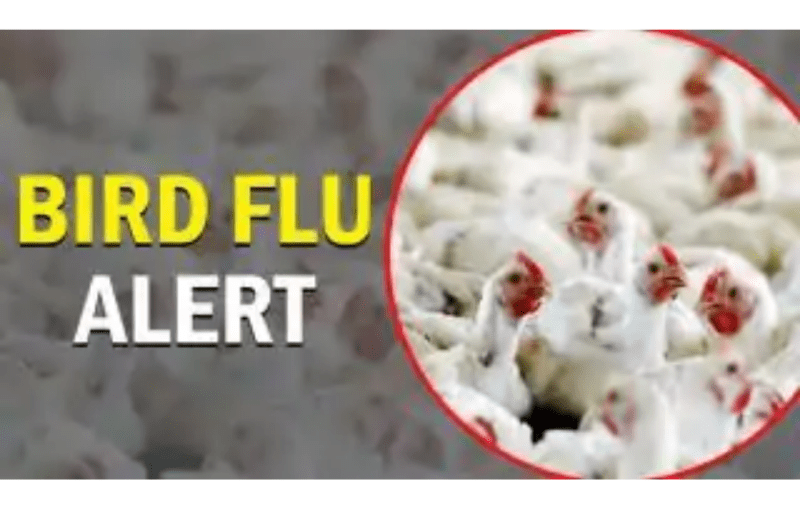 Bird Flu in MP