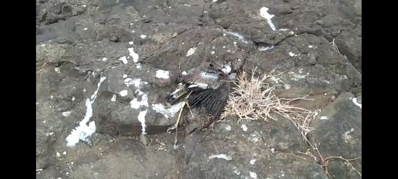 15 Tithari in Gaur, stirred by death of cuckoo in Barela-Patan