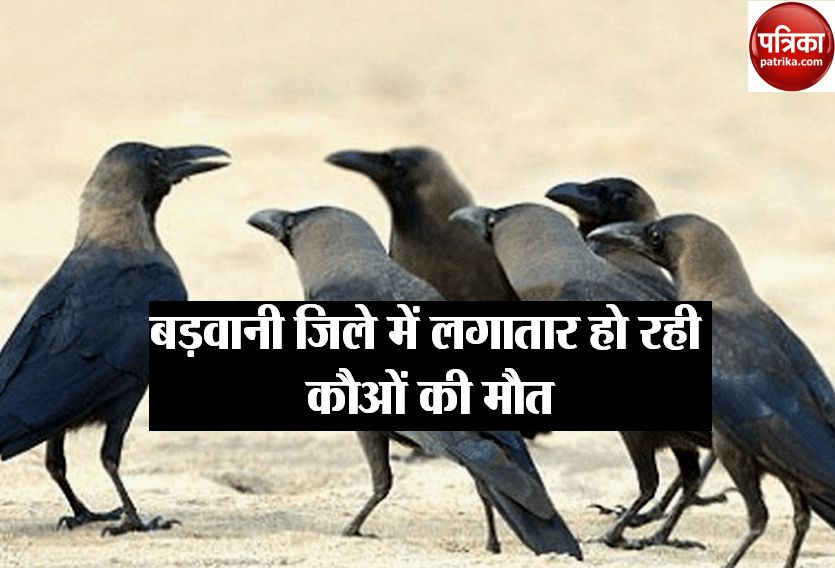 Birds killed in Barwani district
