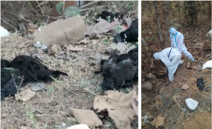बर्ड फ्लू की आशंका: एनएच के किनारे 41 मरी मुर्गियां मिलने से मचा हड़कंप, किया गया दफन, सैंपल भेजा रायपुर