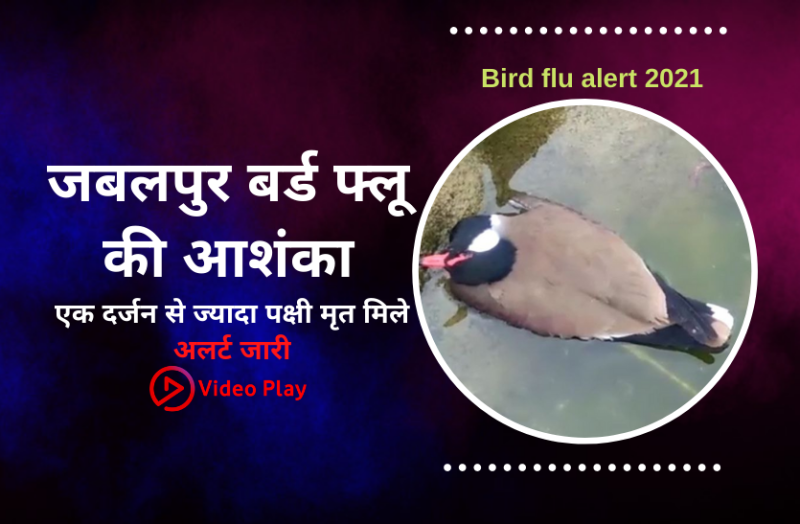 Jabalpur bird flu fears