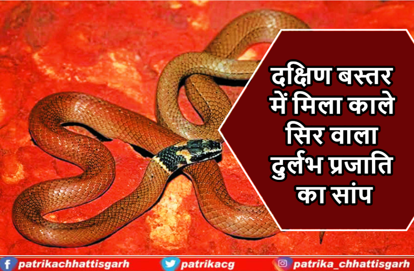 rare_snake_news.jpg