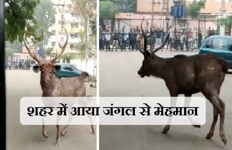 कॉलोनी में आया विशाल वन्यजीव, वनकर्मियों को छकाया, लोगों ने डर कर बंद किए दरवाजे