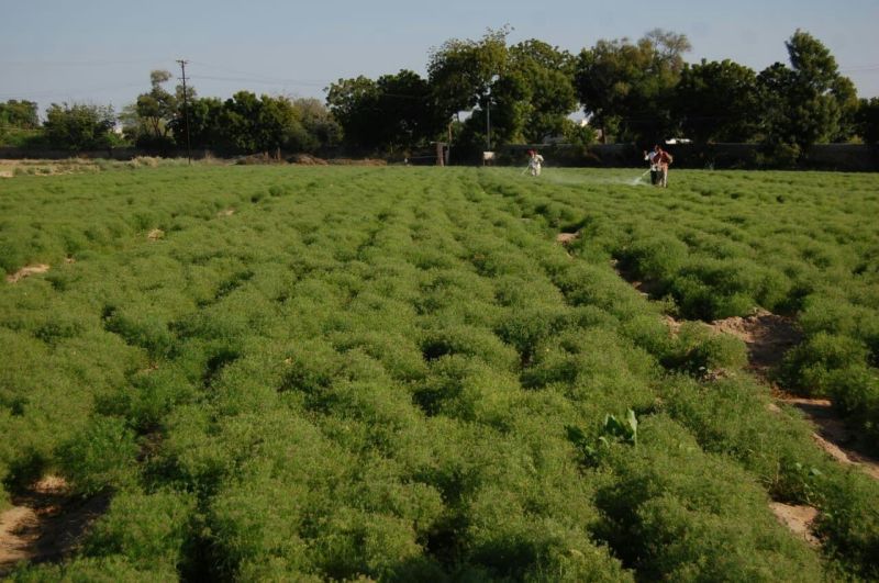 जीरो जीव रो बेरी... मौसम की मार, मंडी का अभाव और जिंदगी पर दांव