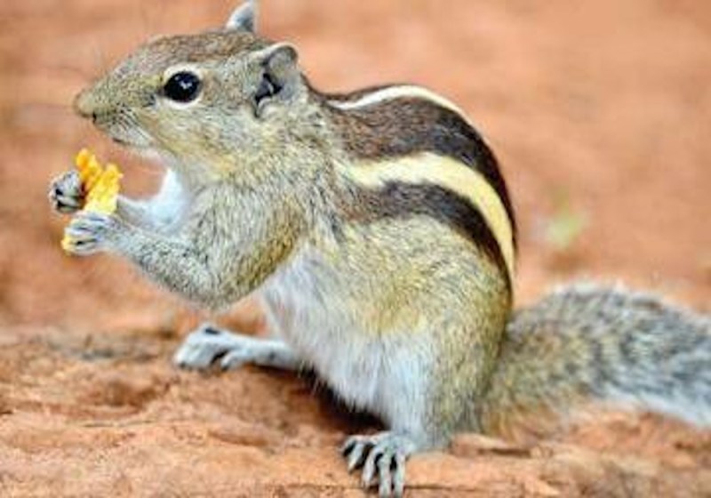 कौवों के बाद मृत मिली दर्जनभर गिलहरियां, आम के बगीचा में मिला शव