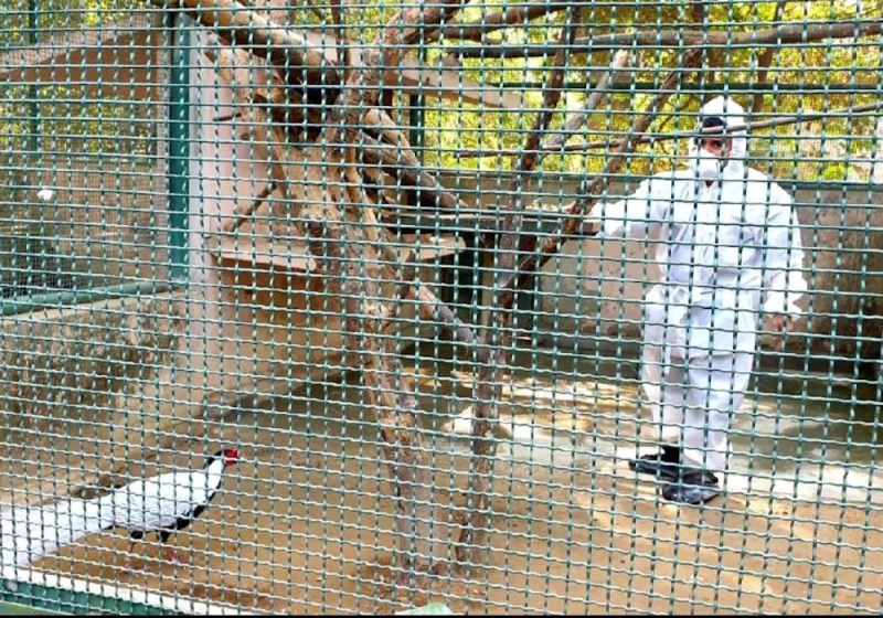 बर्ड फ्लू के खतरे को देखते हुए लखनऊ का चिड़ियाघर हुआ बंद, पीपीई किट पहनकर काम कर रहे कर्मचारी