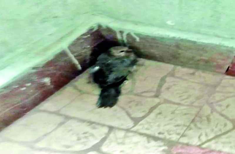 मंत्री-आइएएस के बंगले, कोलार रोड और शाहजहांनाबाद में कई पक्षियों की मौत