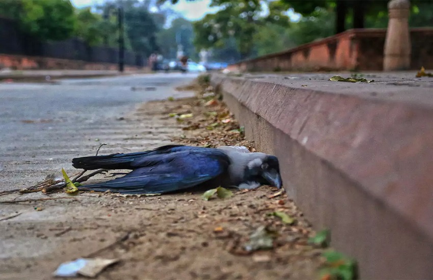 bird flu in India