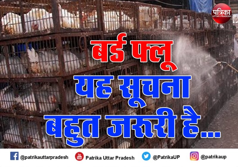 बर्ड फ्लू से बचने के उपाय, क्या करें, क्या न करें