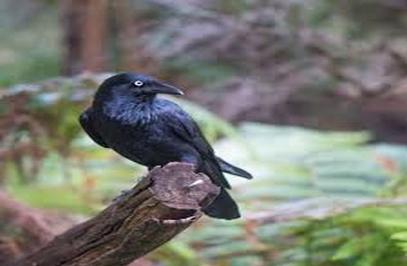 बर्ड फ्लू: बाड़मेर में दो दिन में 130 कौए मिले मृत