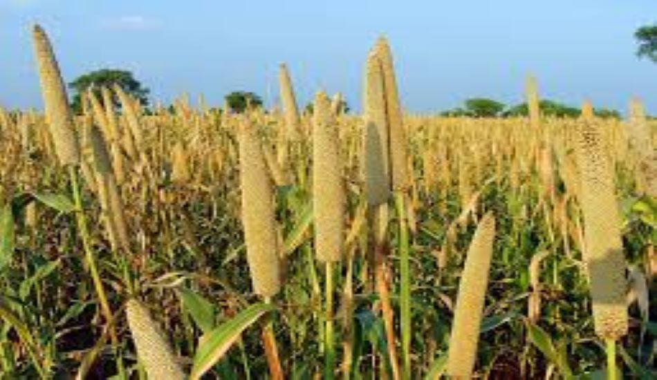 MILLET--कोरोना से अटका बाजरा का सेंटर ऑफ एक्सीलेंस