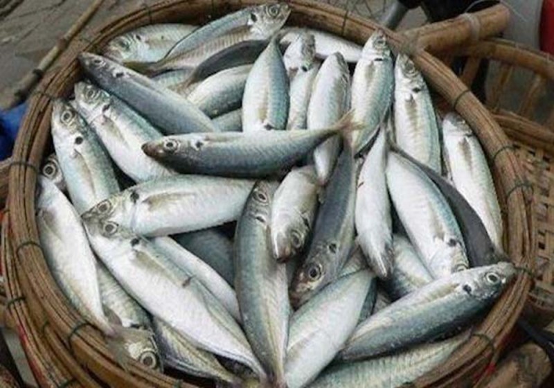 Bird Flu Panic: अंडे और चिकन के कारोबार में करोड़ों का नुकसान, बढ़ रही मछली और मटन की मांग