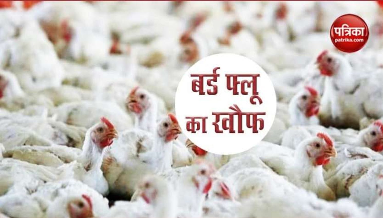 बर्ड फ्लू की आशंका के चलते पक्षी गणना स्थगित