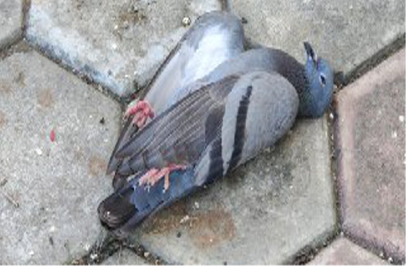 बीएमसी में दो कबूतरों की मौत, सैम्पल नहीं लिए जांच में, परिसर में दफनाया