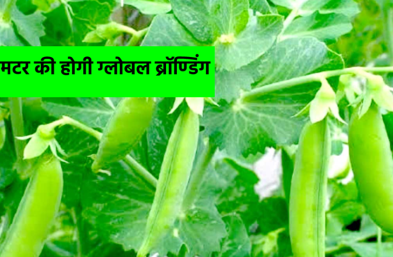 जापान और सिंगापुर में बढ़ी यहां के मटर की मांग, अब जबलपुर की मटर की होगी ग्लोबल ब्रॉण्डिंग