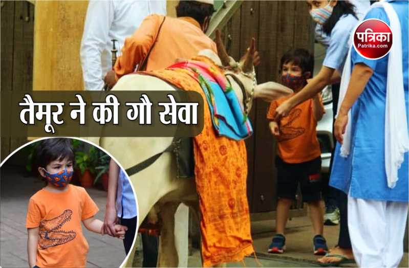 Pictures Of Taimur Ali Khan Feeding Cows went viral