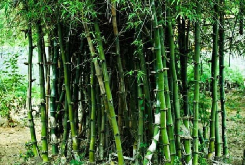 बांस से बनाए जाएंगे फर्नीचर, उद्योग की होगी स्थापना