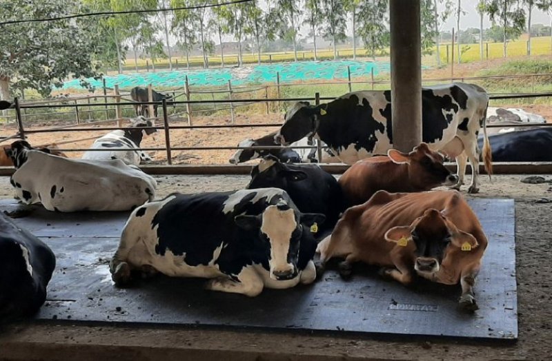 Mats And New Machines In Goshala In Alwar