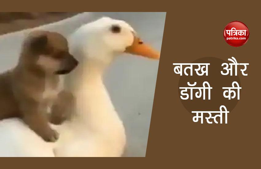 puppy duck 
