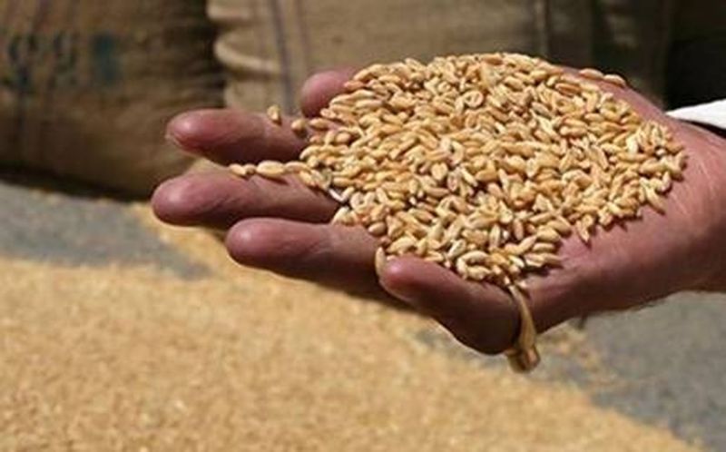 गेहूं के दाने-दाने पर रहेगी सरकार की नजर