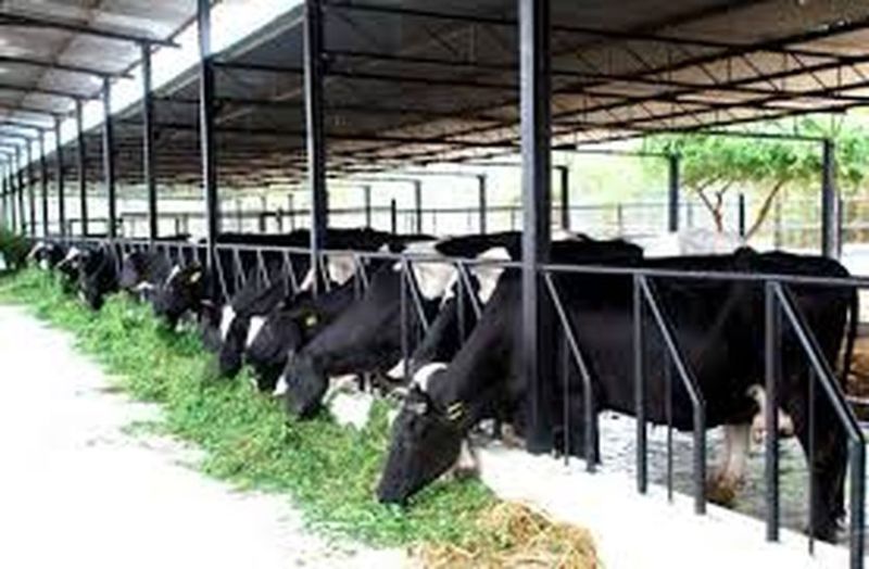 dairy farming