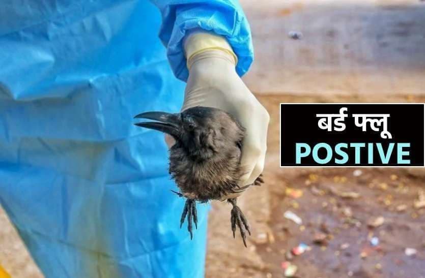 छतरपुर में मृत पाए गए कौवे, अब तक प्रदेश के 28 जिलों में बर्ड फ्लू की पुष्टि
