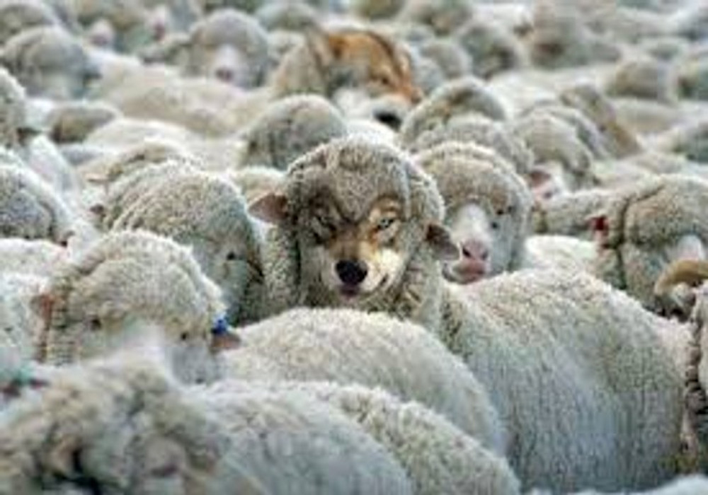 लखीमपुर खीरी में भेड़ियों का आतंक, दहशत में मर गईं 131 भेड़ें और बकरी, बढ़ रही गिद्धों की भी संख्या
