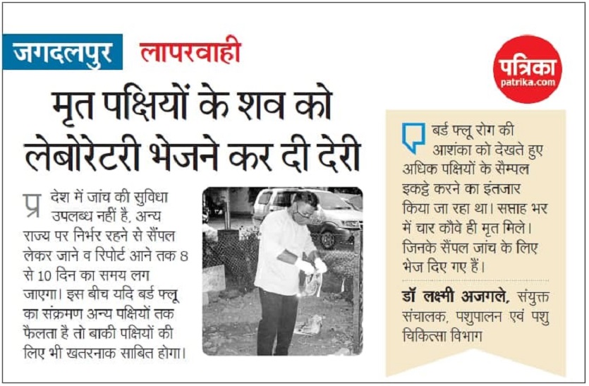 Avian Influenza : बस्तर में कौवे व कबूतर और दंतेवाड़ा में कौवे में बर्ड फ्लू की पुष्टि