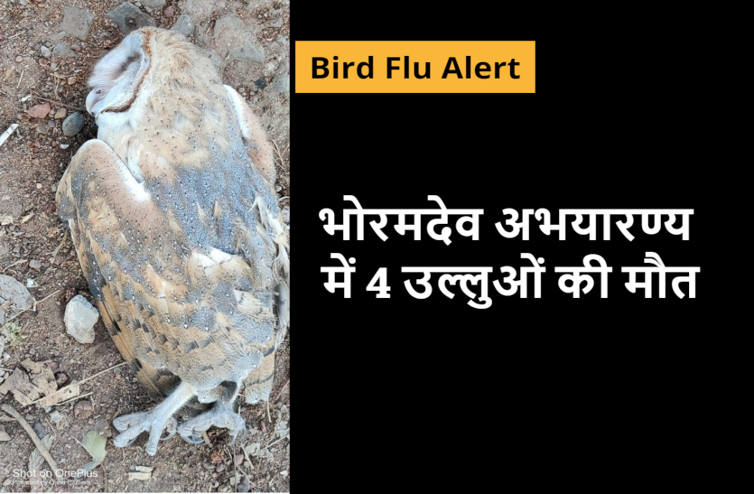bird_flu_alert.jpg