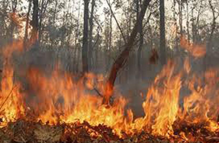 पहाड़ में लगी आग, सैंकड़ों हैक्टेयर में वनस्पति जलकर हुई राख