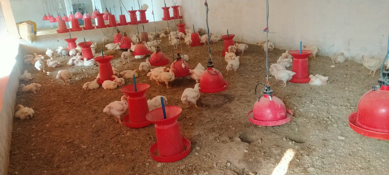 District's dairy, chicken shop and poultry farm will be registered