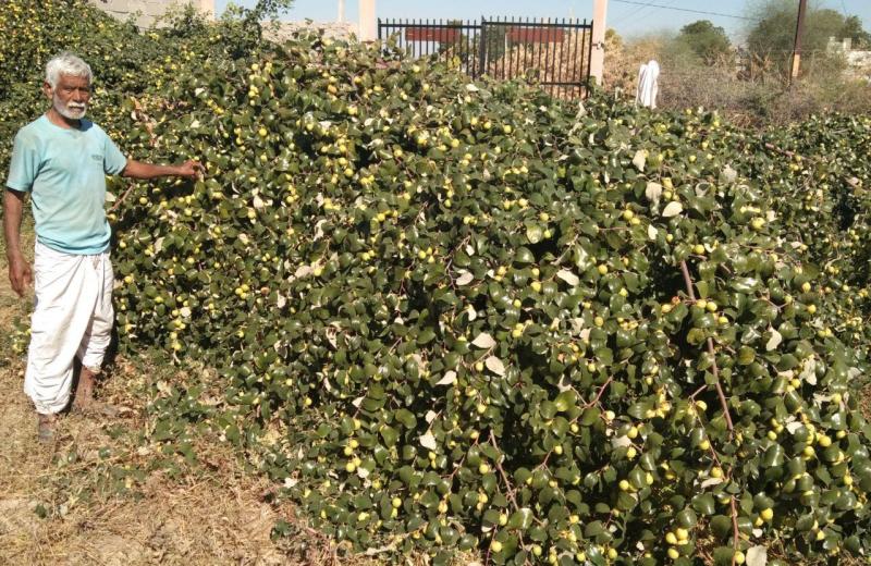 बेर उत्पादकों की इस बार हो रही बल्ले-बल्ले