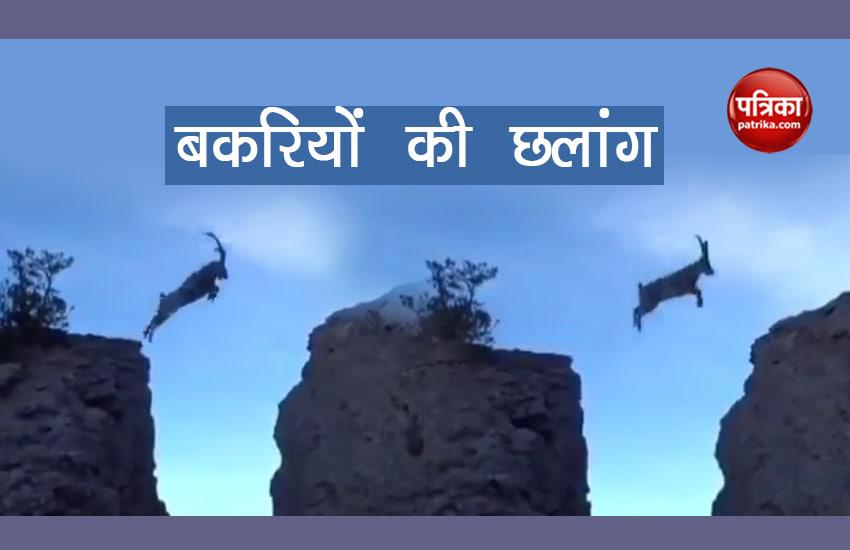 पहाड़ पार करने के लिए बकरियों ने लगाई ऐसी छलांग, वीडियो हो गया वायरल