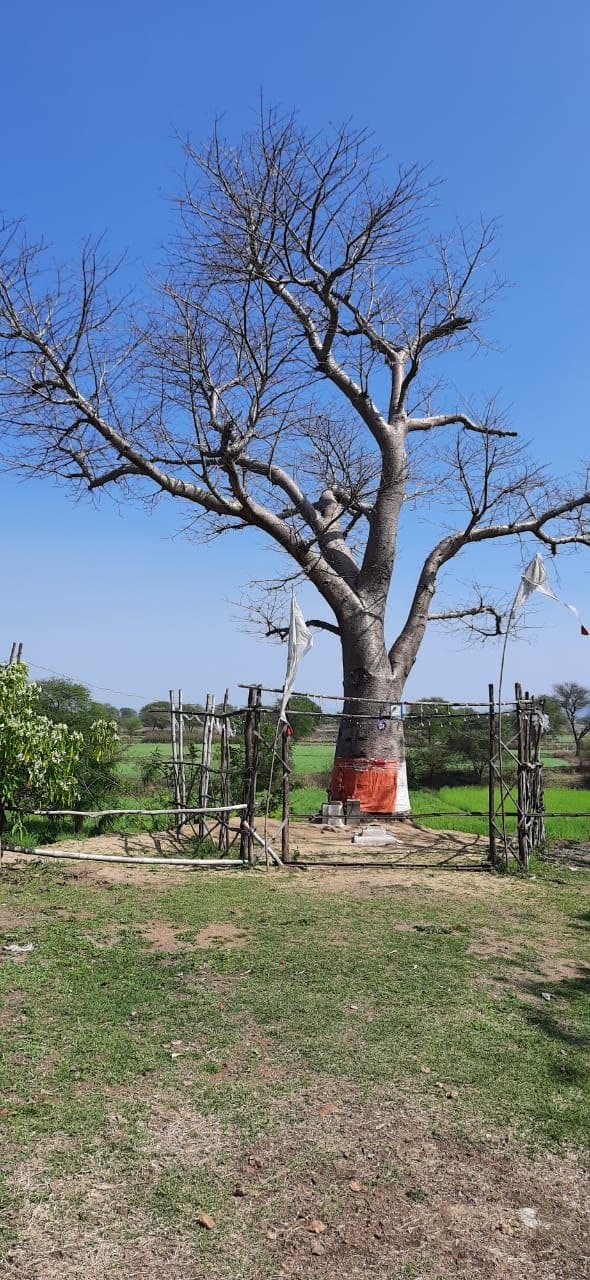 Our heritage: Rare kalpa tree is hundreds of years old at Seoni Sangam