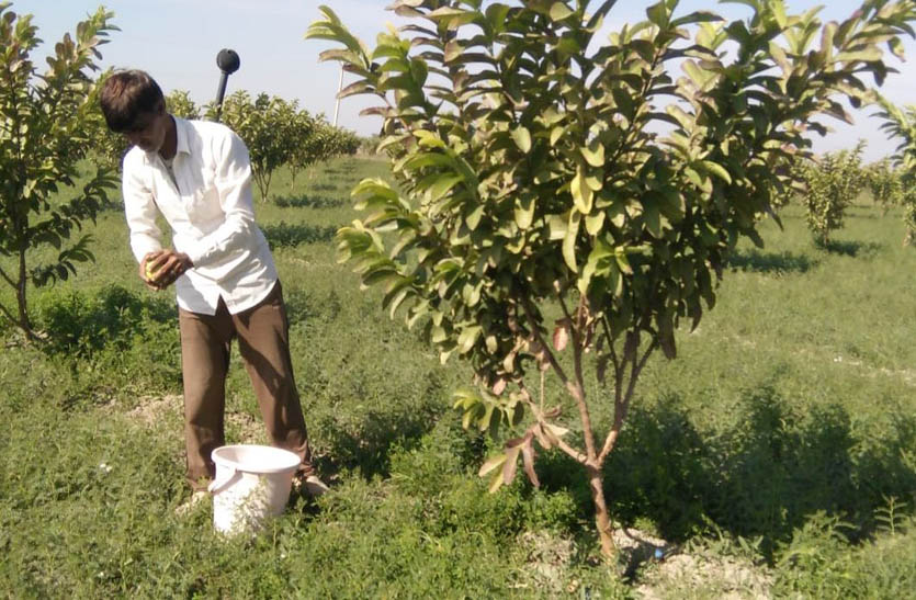 नवाचार: नौकरी की तलाश छोड़ युवा किसान ने बागवानी में कमाया नाम