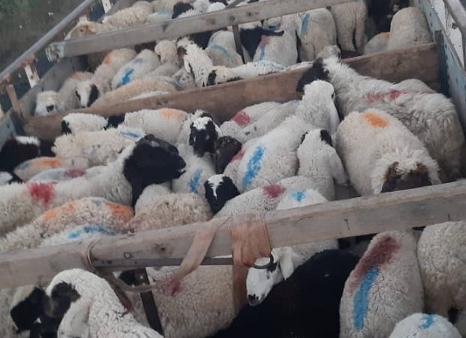 भेड़-बकरियों को चैनपुरा गोशाला के सुपुर्दगी के आदेश