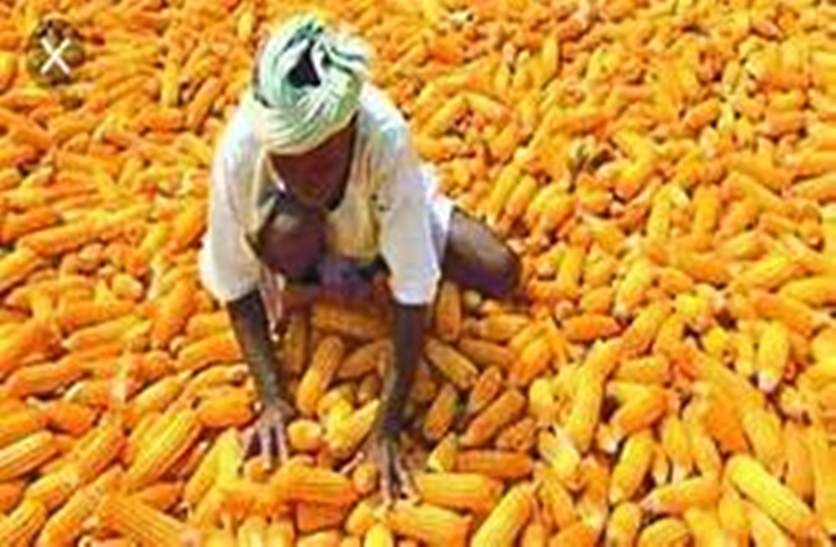 रायपुर : राज्य में समर्थन मूल्य पर मक्का खरीदी 31 मई तक होगी, प्रदेश के 1.21 लाख किसानों ने कराया पंजीयन