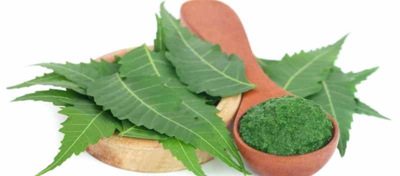neem leaf