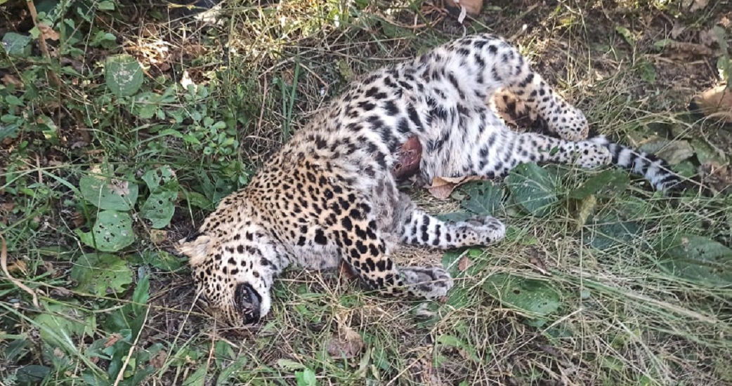शिकार या वर्चस्व की लड़ाई, दो तेंदुए की मौत