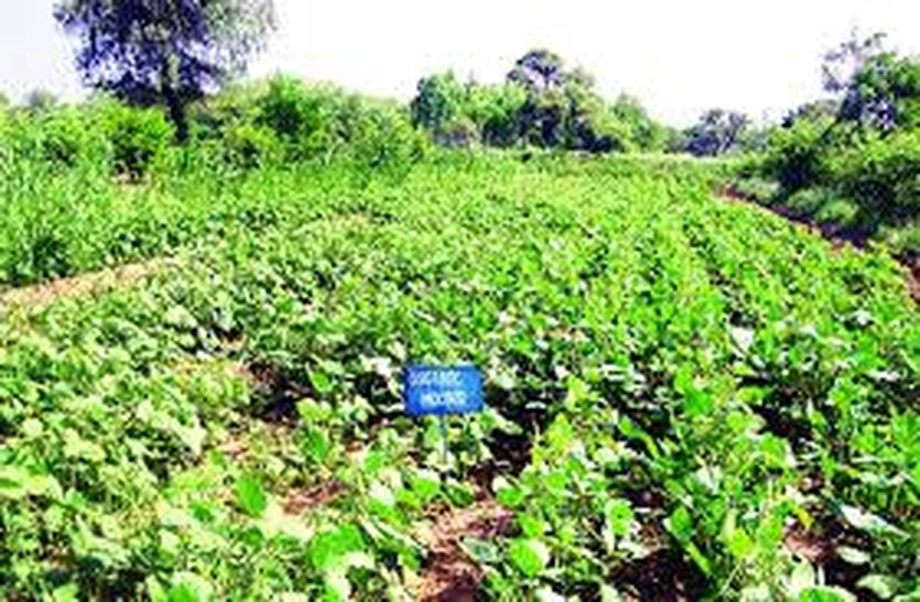 अन्नदाता : जैविक खेती आय दुगनी करने का जरिया