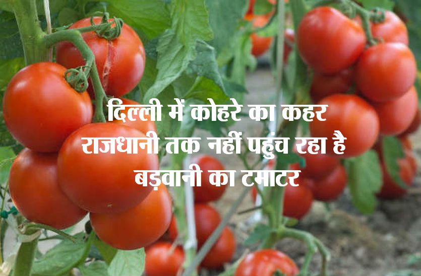 Barwani's tomatoes are not reaching Delhi